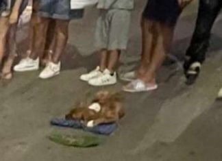 La raccolta firme degli animalisti: “Fermiamo l’accattonaggio con animali di affezione nella città di Lecce”