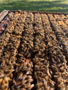 “Le vie del miele”, due giorni dedicati al nettare degli dei a Melendugno: degustazioni, laboratori, artigianato e musica - Corriere Salentino