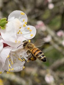 “Le vie del miele”, due giorni dedicati al nettare degli dei a Melendugno: degustazioni, laboratori, artigianato e musica - Corriere Salentino
