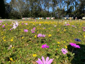 “Le vie del miele”, due giorni dedicati al nettare degli dei a Melendugno: degustazioni, laboratori, artigianato e musica - Corriere Salentino
