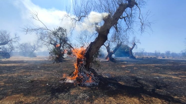 Salento nella morsa degli incendi: altra giornata nera. A Torre Mozza bagnanti e turisti in fuga da spiagge e residence - Corriere Salentino