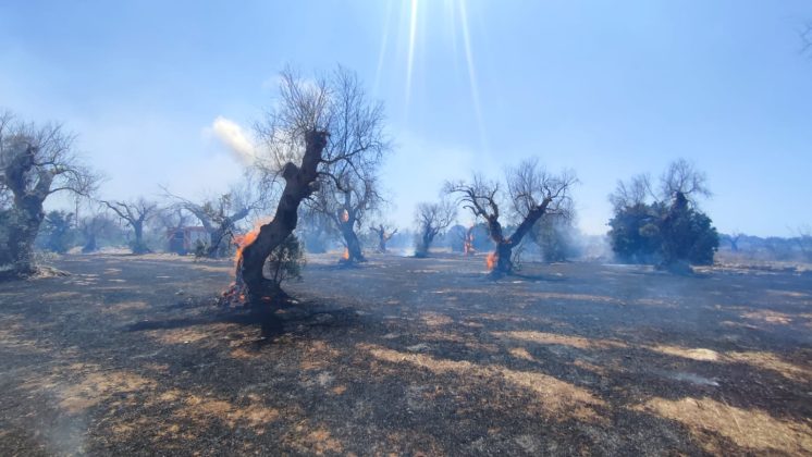 Salento nella morsa degli incendi: altra giornata nera. A Torre Mozza bagnanti e turisti in fuga da spiagge e residence - Corriere Salentino