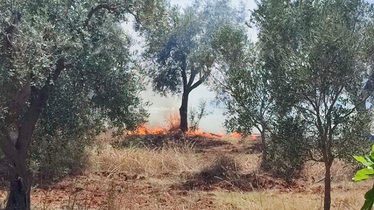 Il Salento brucia, vari incendi sul territorio: in fiamme centinaia di ettari e strade bloccate - Corriere Salentino
