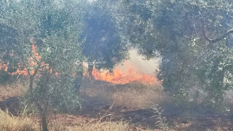 Il Salento brucia, vari incendi sul territorio: in fiamme centinaia di ettari e strade bloccate - Corriere Salentino