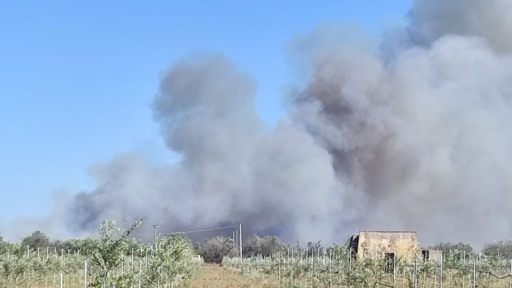 Salento nella morsa degli incendi: altra giornata nera. A Torre Mozza bagnanti e turisti in fuga da spiagge e residence - Corriere Salentino