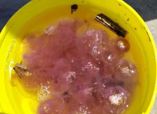 Vacanze estive tornano le meduse, a riva a San Cataldo di Lecce è invasione di ‘Pelagia noctiluca’