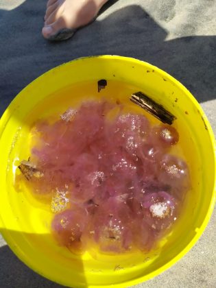 Vacanze estive tornano le meduse, a riva a San Cataldo di Lecce è invasione di 'Pelagia noctiluca' - Corriere Salentino