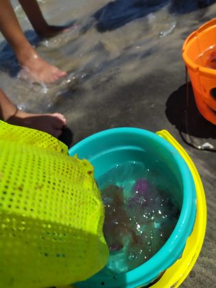 Vacanze estive tornano le meduse, a riva a San Cataldo di Lecce è invasione di 'Pelagia noctiluca' - Corriere Salentino