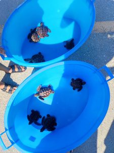 Finalmente libere: otto giovani tartarughe tornano in mare - Corriere Salentino