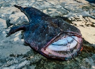 Nei mari del Salento: la rana pescatrice