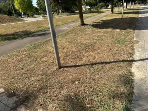 Verde pubblico sempre più secco, Guido: “Mancata cura e manutenzione, un danno anche per l’ambiente” - Corriere Salentino