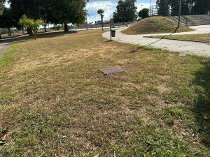 Verde pubblico sempre più secco, Guido: “Mancata cura e manutenzione, un danno anche per l’ambiente” - Corriere Salentino