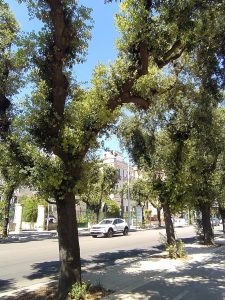 “Lecce, dall’onda verde all’ombra grigia. Lo spettro della dequalificazione dei viali e della circonvallazione di Lecce” - Corriere Salentino