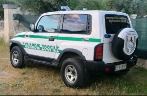 Tre cani corso scappano e seminano terrore in un bed & breakfast di Nardò - Corriere Salentino