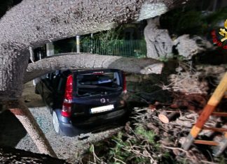 Tragedia sfiorata nella marina: grosso pino si abbatte su auto in sosta, era stata appena parcheggiata