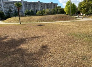 Verde pubblico sempre più secco, Guido: “Mancata cura e manutenzione, un danno anche per l’ambiente”