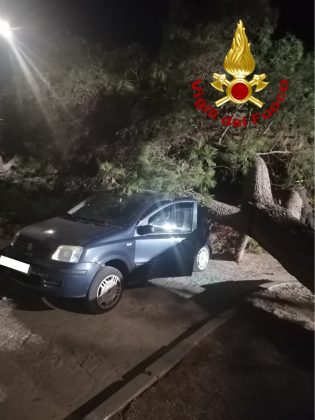Tragedia sfiorata nella marina: grosso pino si abbatte su auto in sosta, era stata appena parcheggiata - Corriere Salentino