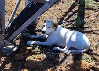 Dall’abbandono alla nuova famiglia: la “fortunata” disavventura di un cucciolo di Pitbull legato ad un traliccio