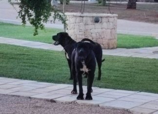 Tre cani corso scappano e seminano terrore in un bed & breakfast di Nardò