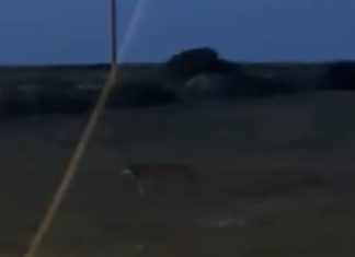 Avvistato un altro lupo nella zona di San Ligorio a Lecce