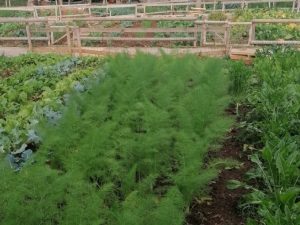 “Cibo Comune”, presentato il progetto per l’adozione del Piano del Cibo - Corriere Salentino