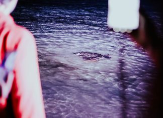 A Torre Guaceto liberata tartaruga Taranta prima del concerto in acustico