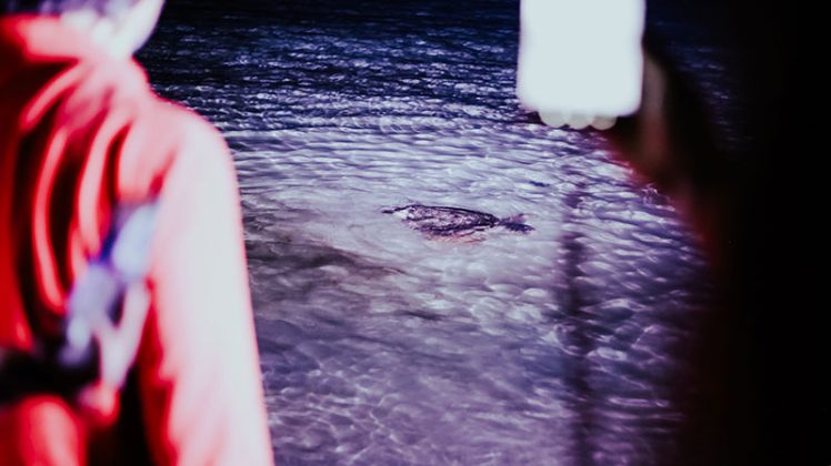 A Torre Guaceto liberata tartaruga Taranta prima del concerto in acustico - Corriere Salentino