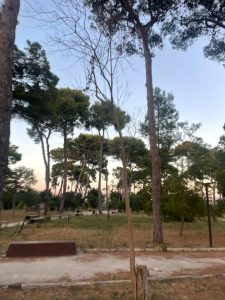 Parco ex Galateo, la denuncia: “Un altro parco abbandonato”. Il reportage fotografico sullo stato di un piccolo polmone verde chiuso per rischio crolli alberi e poi riaperto - Corriere Salentino