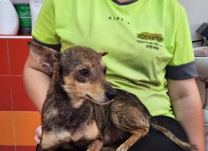 Dimessa cagnolina gettata nel pozzo: “Mita” ora cerca casa - Corriere Salentino