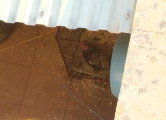 Il gallo non attende il sole e “canta” anche di notte: “Non ce la facciamo più, qualcuno intervenga”