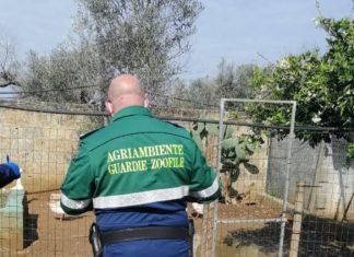 Guardie zoofile, multe per la gestione di alcuni animali domestici