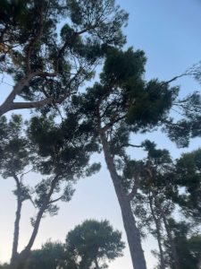 Parco ex Galateo, la denuncia: “Un altro parco abbandonato”. Il reportage fotografico sullo stato di un piccolo polmone verde chiuso per rischio crolli alberi e poi riaperto - Corriere Salentino