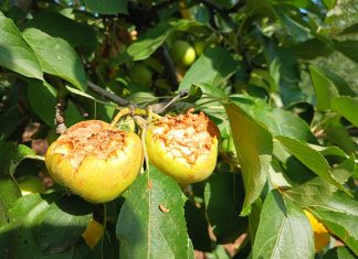 Tropicalizzazione, pappagalli verdi in Puglia fanno razzia di frutta e mandorle