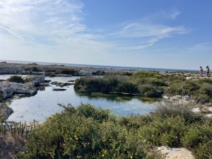 Spiagge piene di turisti anche a settembre. Il meraviglioso mare e le spiaggette libere del Frascone nella Palude del Capitano, tesoro del Salento - Corriere Salentino