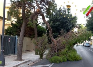 Cade un altro grosso ramo di pino a Lecce: chiusa via Casotti