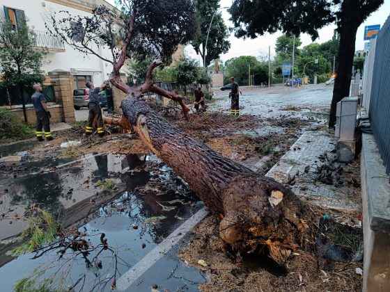 Ondata di maltempo sul Salento: acquazzoni, forte vento e grandine. Alberi sradicati e danni - Corriere Salentino
