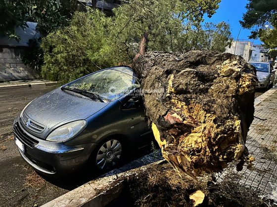 Ondata di maltempo sul Salento: acquazzoni, forte vento e grandine. Alberi sradicati e danni - Corriere Salentino