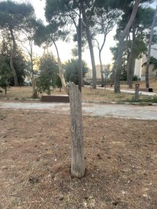 Parco ex Galateo, la denuncia: “Un altro parco abbandonato”. Il reportage fotografico sullo stato di un piccolo polmone verde chiuso per rischio crolli alberi e poi riaperto - Corriere Salentino