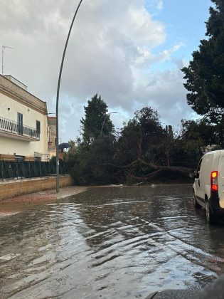 Ondata di maltempo sul Salento: acquazzoni, forte vento e grandine. Alberi sradicati e danni - Corriere Salentino