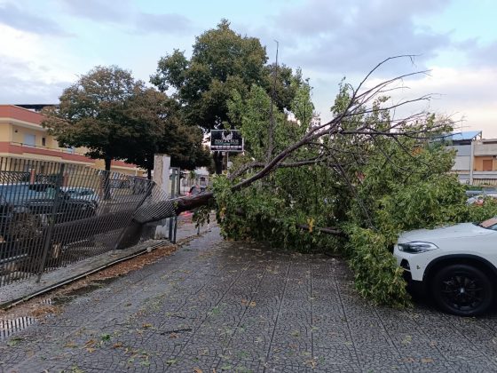Ondata di maltempo sul Salento: acquazzoni, forte vento e grandine. Alberi sradicati e danni - Corriere Salentino
