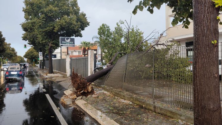 Ondata di maltempo sul Salento: acquazzoni, forte vento e grandine. Alberi sradicati e danni - Corriere Salentino