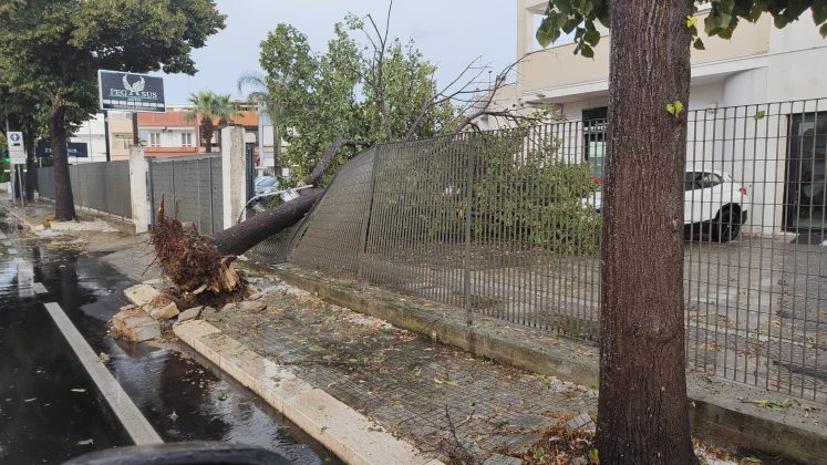 Ondata di maltempo sul Salento: acquazzoni, forte vento e grandine. Alberi sradicati e danni - Corriere Salentino