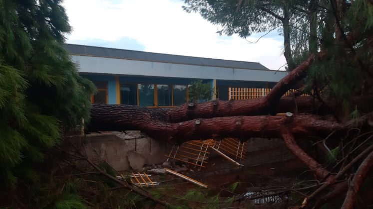Ondata di maltempo sul Salento: acquazzoni, forte vento e grandine. Alberi sradicati e danni - Corriere Salentino