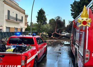 Notte di maltempo nel Salento, alberi caduti e un incendio, superlavoro per i vigili del fuoco