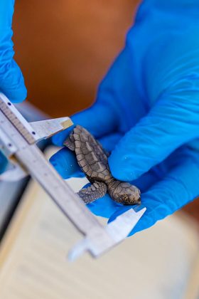 Le tartarughe marine “scelgono” sempre di più il Salento per le nidificazione: il record di “Riva di Ugento” - Corriere Salentino