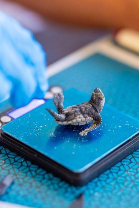 Le tartarughe marine “scelgono” sempre di più il Salento per le nidificazione: il record di “Riva di Ugento” - Corriere Salentino