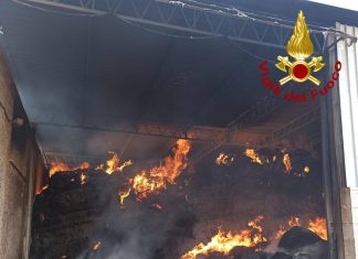 Divampano le fiamme nell’azienda agricola: il fuoco raggiunge la stalla. Muoiono 18 bovini