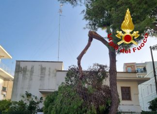 Forti raffiche di vento di scirocco: rimossi due grossi rami pericolanti