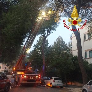 Forti raffiche di vento di scirocco: rimossi due grossi rami pericolanti - Corriere Salentino