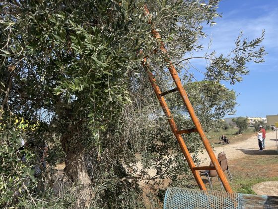 “L’olivicoltura nel Salento non è morta”. L’esempio di Agro a Surbo. “Tipica Mediterranea”, cobranding e sostenibilità per vincere la sfida del mercato - Corriere Salentino